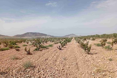 Finca i Yecla, Murcia, Yecla - € 350.000 | Ref: SF0507 - foto 25